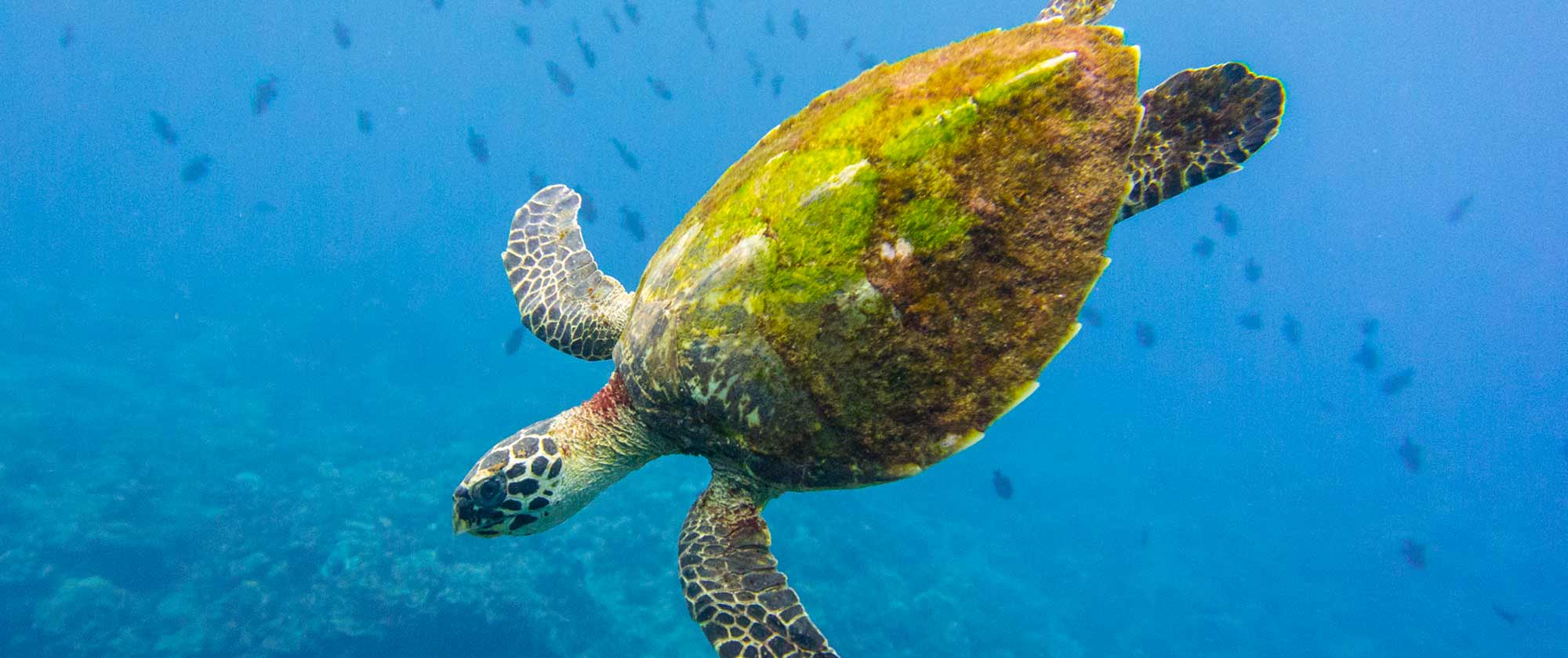 Cocos Keeling Islands