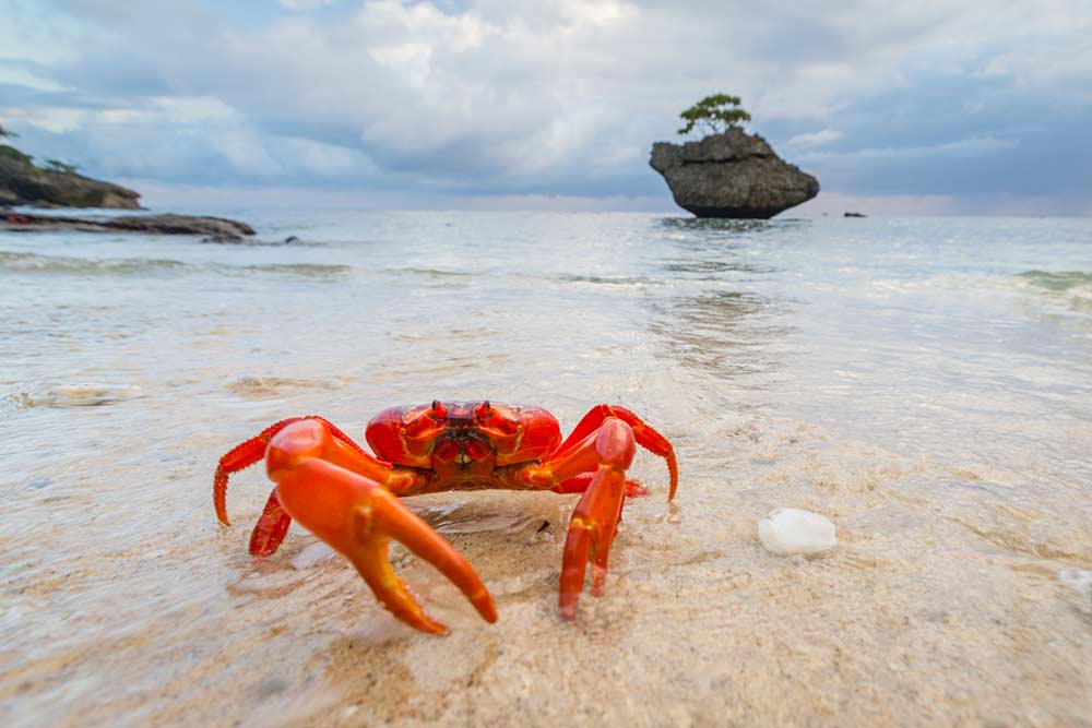 Red Crab Migration Indian Ocean Experiences