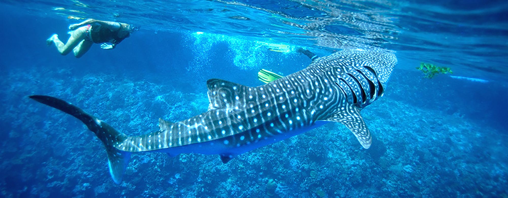 dive-christmas-island