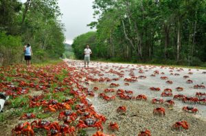 Red Crrab migration Christmas Island