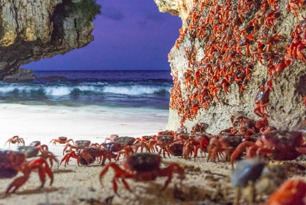 Red Crrab migration Christmas Island