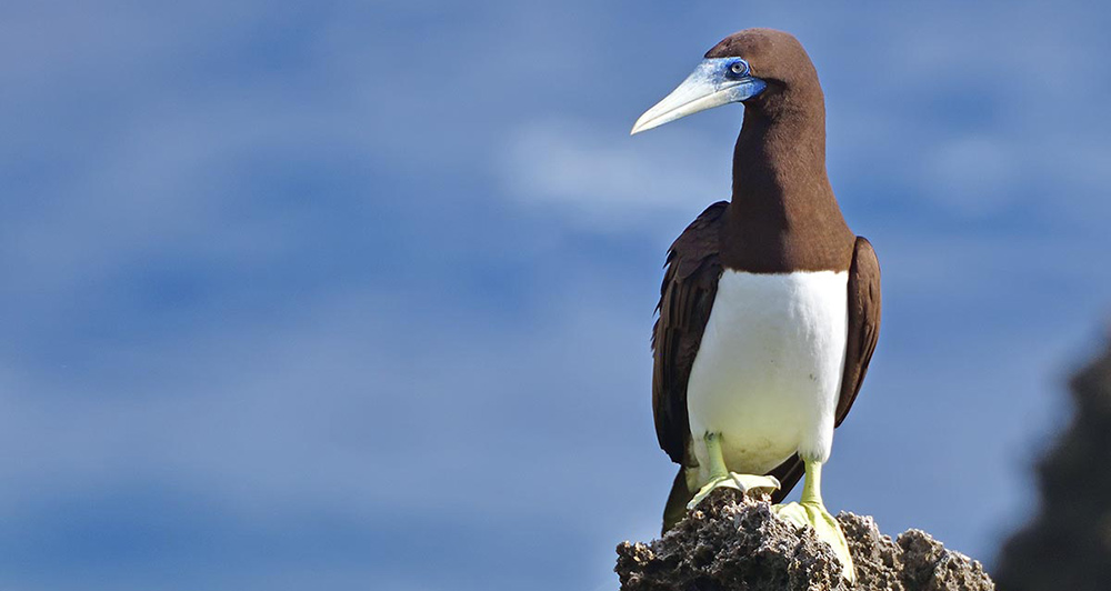 Bird watching Australia - Cocos keeling islands