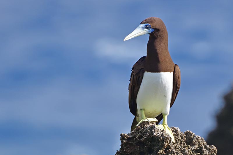 Christmas Island Birding Tour