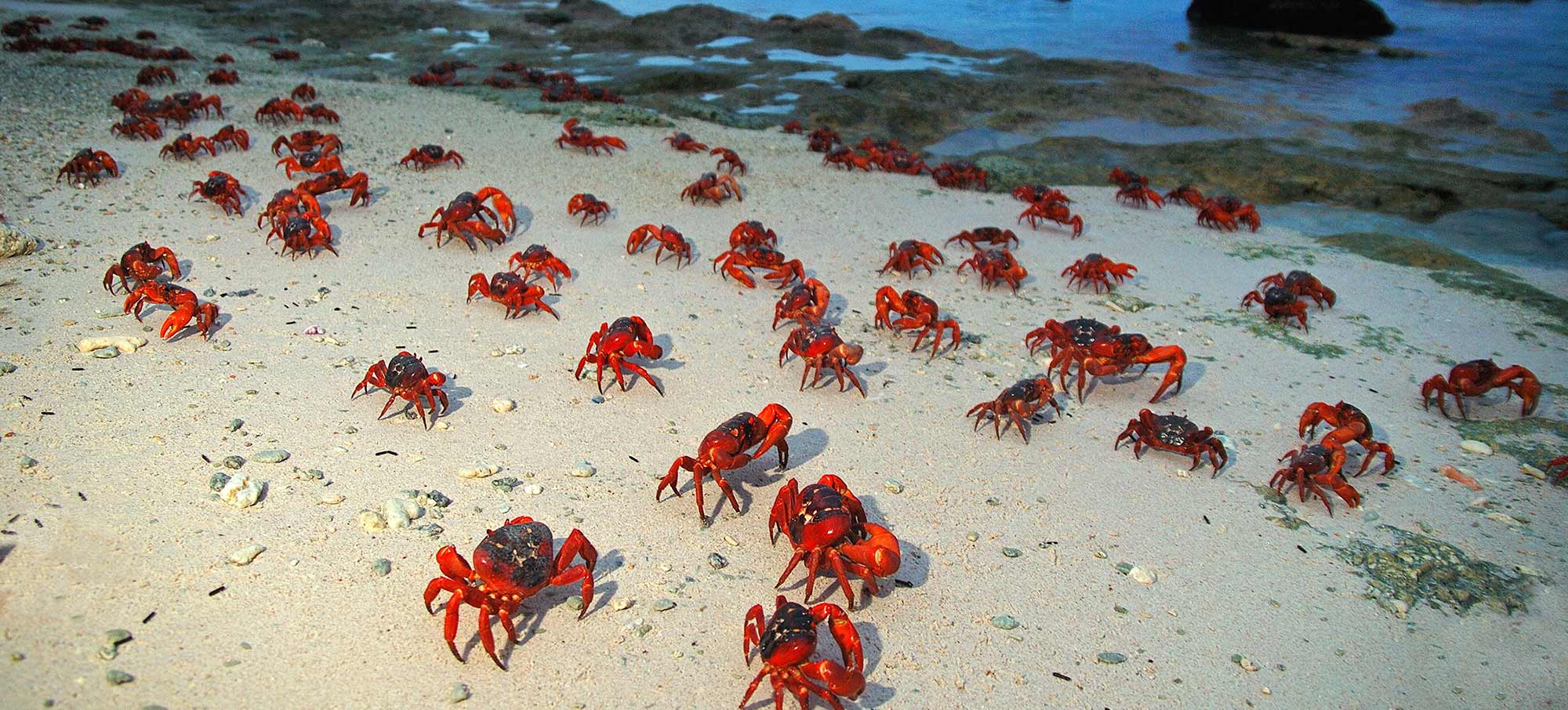 christmas island red crab tours