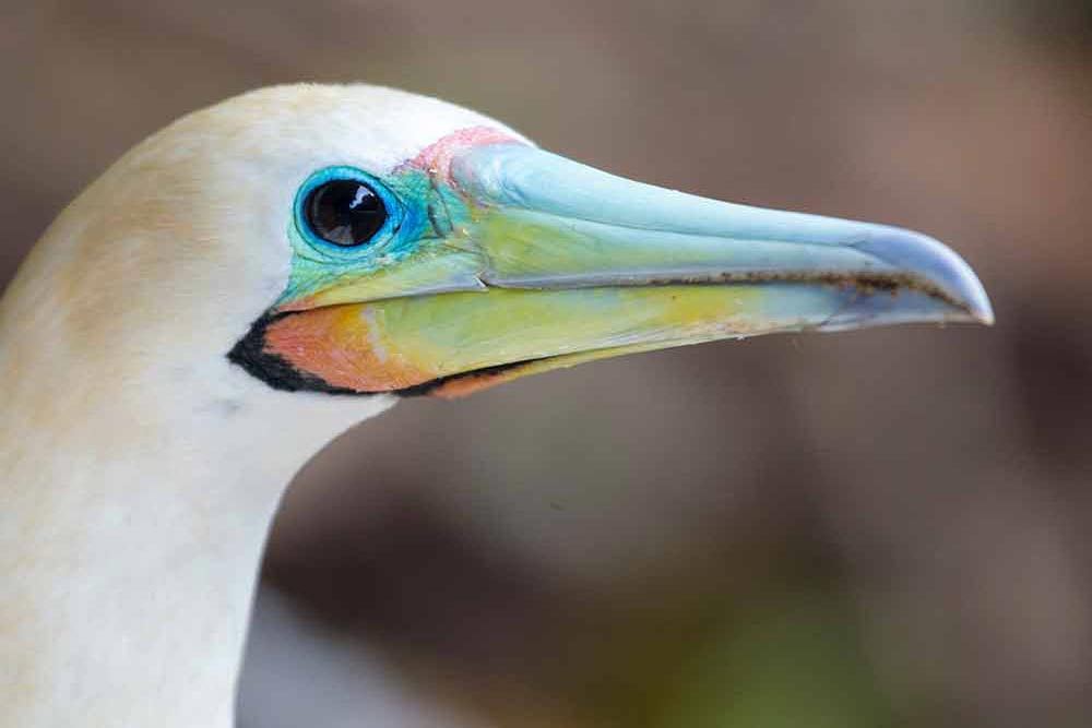 Bird and nature week Christmas Island