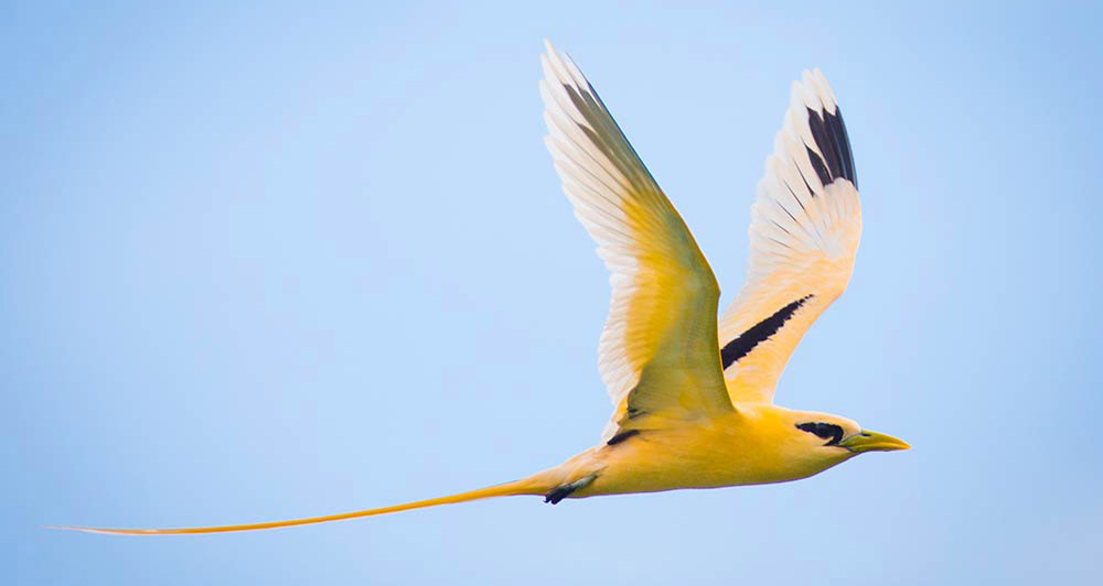 Birdwatching Christmas Island Australia