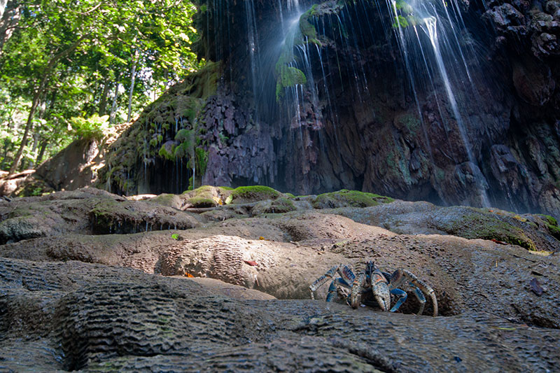 Nature Tour Christmas Island