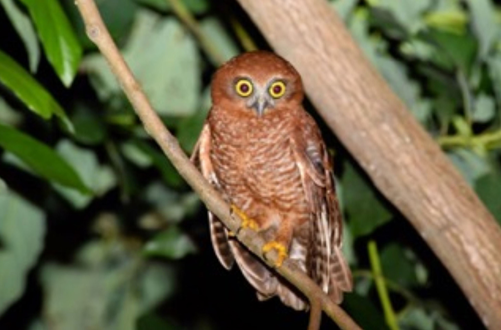 christmas island birds