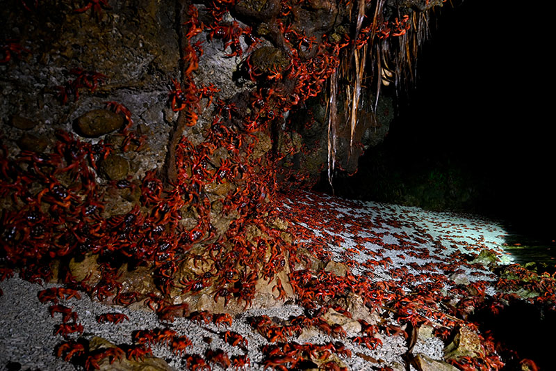 Christmas Island Red Crab tour