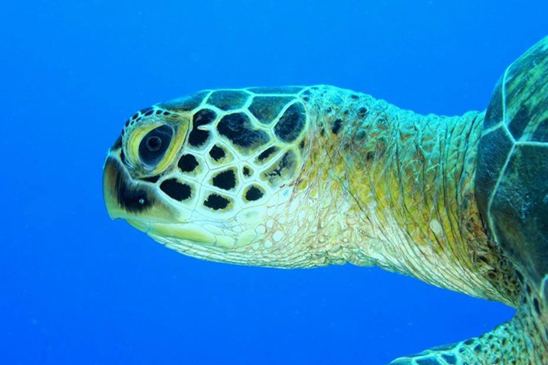 turtle tour cocos islands