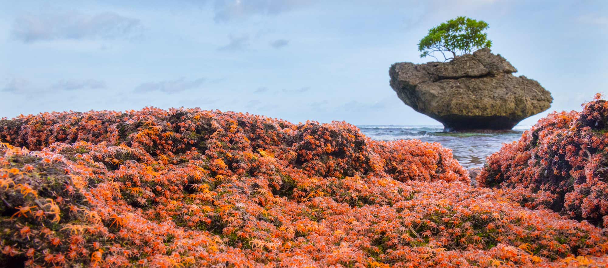 Christmas Island Red Crab Migration