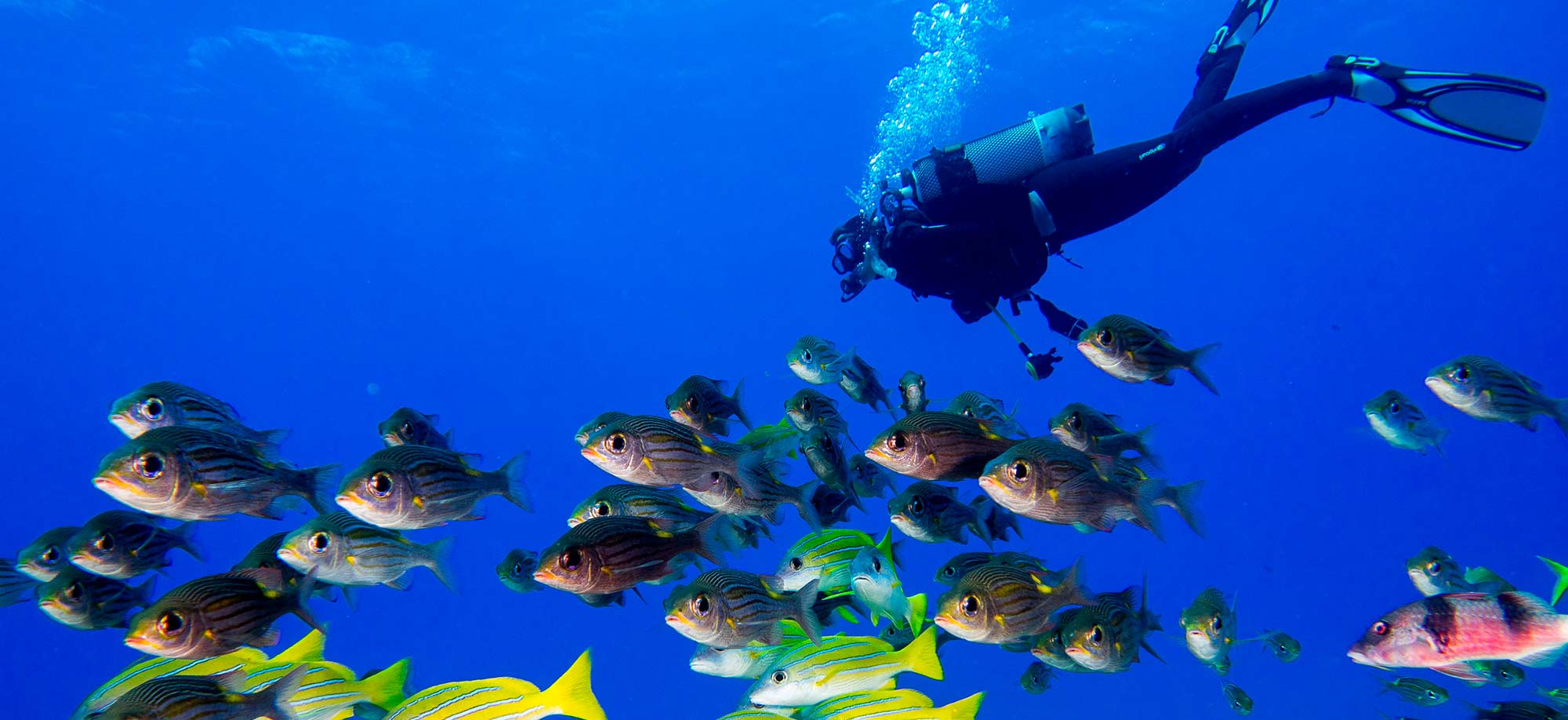 SCUBA Dive Australia's tropical islands