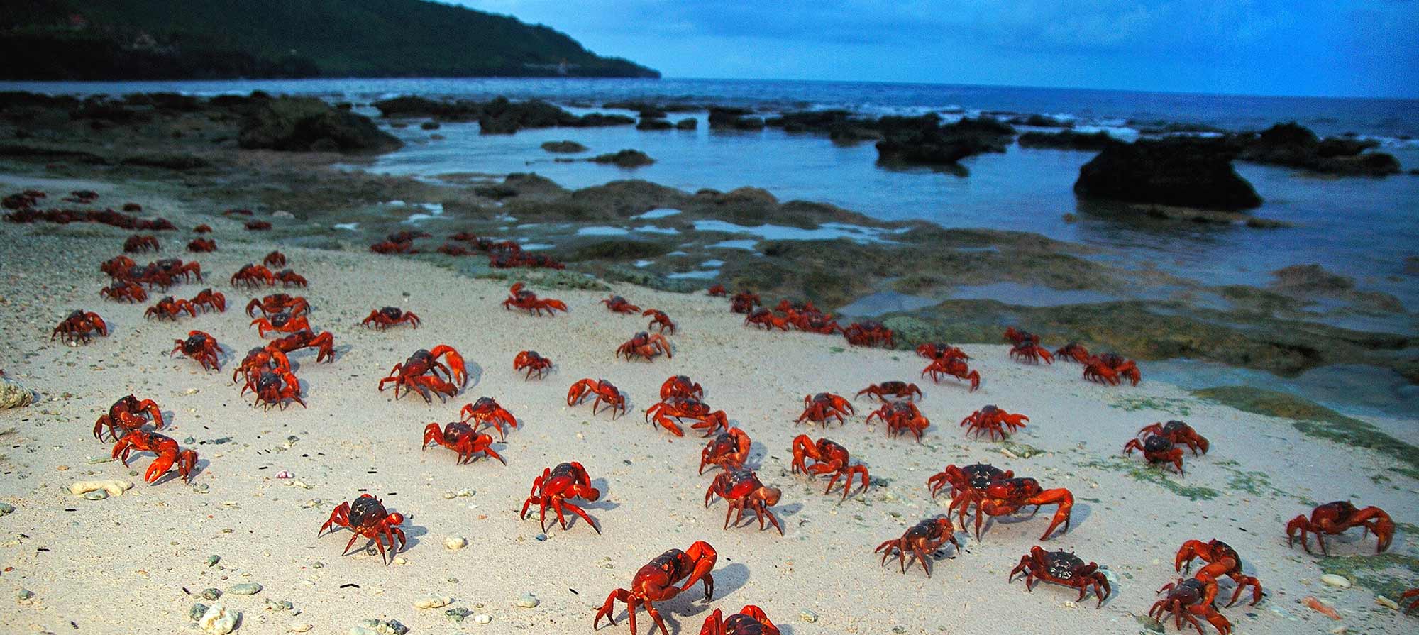 Red Crrab migration Christmas Island