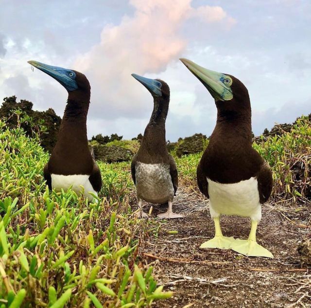 Looking for that next adventure?
Birds, crabs, fish, jungle, and amazing cultural adventures?
Look no further than Christmas Island - and we can help you get there 🦀🕊🐠
Drop us a DM today and let Indian Ocean Experiences plan your next adventure
📸 @chatfield.kylie 
#christmasisland #birdlife #brownboobies #boobieseverywhere #birdlife #birdlifeaustralia #indianoceanexperiences #ornithology #redcrabs #tropicalparadise #christmasislandnationalpark #jungleadventures #marineadventures #indianocean