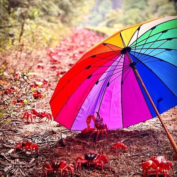 There's been plenty of rain on island in the past few days. Perfect conditions for returning males who are done and dusty after furiously digging burrows and finding females. A bit of colourful shelter greeted some on their journey. We're all still set for the spawning in a weeks' time 🙂 
#christmasisland #redcrabmigration #greatmigrations #redcrabs #spawning #australiangeographic #australia #thisiswa #holidayherethisyear #wildlifephotography #onlyplaceintheworldtodothis 
🦀🦀🦀🦀🦀 
📷 @chatfield.kylie