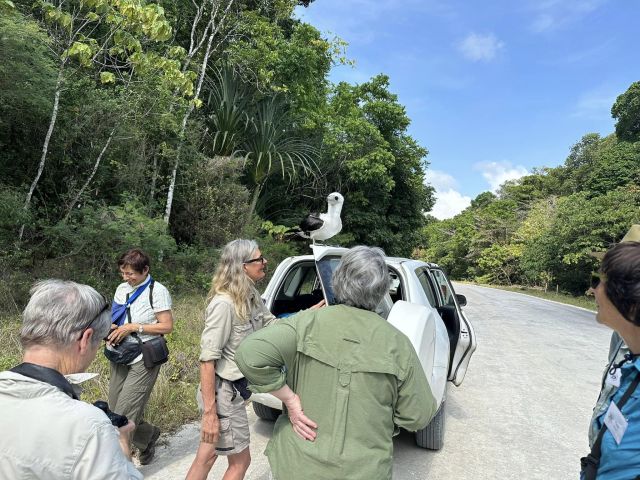 Our guests are getting some 'up close' experiences with Christmas Island's wildlife during Bird & Nature Week. Mark Holdsworth's Goshawk group went a bit 'off topic' when they assisted this Abbott's Booby whilst out on their field trip. These truly are one of the world's most majestic birds!
#christmasisland #birdnnatureweek 
📸 Mark Holdsworth