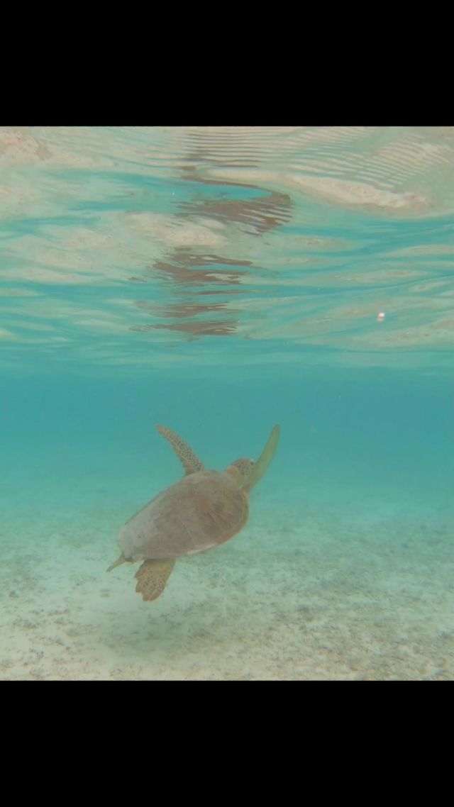 Inhale the fresh salty air and take a deep dive into the Cocos Keeling Islands - Australia's pristine coral atoll. Book your Indian Ocean experience today!#indianoceanexperiences✔️ #CocosKeelingIslands